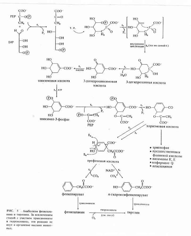 Статья: Дейтерий - меченный l-фенилаланин, продуцируемый штаммом Brevibacterium methylicum для медицинской диагностики