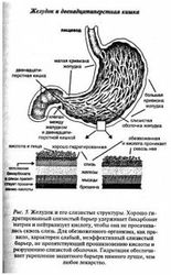 От обезвоживания болит желудок